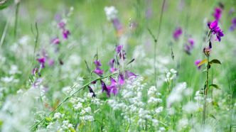 Glaïeul, agripaume et blackstonie: le sauvetage de plantes rares passe aussi par la génétique