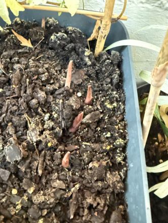 Les caladiums commencent à pousser sur mon balcon parisien