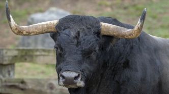 Des individus s'introduisent dans une ferme pour voler 30 000 euros de... sperme de taureau