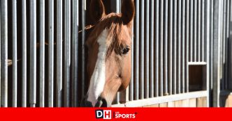 Un cas de "fièvre des marais” déclaré en province de Liège : le cheval infecté doit être euthanasié dimanche