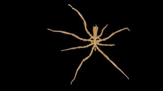 Ces araignées des abysses cachaient un secret incroyable que des chercheurs viennent de percer