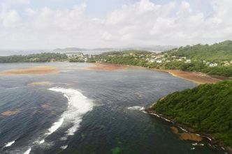 IMAGES. Sargasses en Martinique : le Robert toujours cerné par les algues indésirables