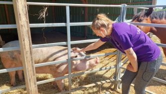 Beaucoup de candidatures mais des critères sélectifs, 2 cochons sont proposés à l'adoption par la SPA de Belfort