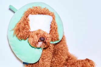 Un animal de soutien émotionnel a-t-il sa place dans un avion ?