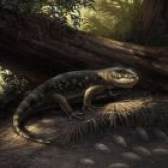 Un lézard géant, monstersaure typique de l'univers Tolkien, découvert dans... un musée