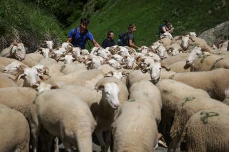 Face à l'ours, les brebis détalent vers d'autres pâturages des Pyrénées