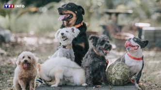 Adopter un chien ? Attention à ces races réputées plus fragiles | TF1 INFO