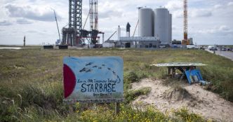 Les tortues, victimes collatérales des fusées explosives d'Elon Musk
