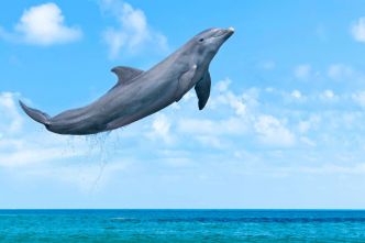 Point de non-retour pour les orques et les dauphins : pourquoi ils ont franchi un cap irréversible de l'évolution