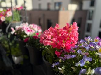 Fini les roses et les géraniums, cette fleur jaune ultra solaire s'impose comme la star des balcons stylés cet été