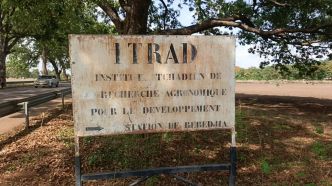 Les producteurs de Bebedjia manquent des semences des variétés améliorées