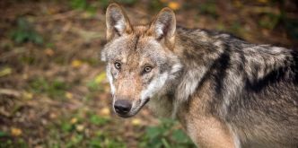 Régulation des meutes: Faut-il pouvoir tirer les loups problématiques toute l'année?