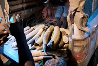 Trafic international d’ivoire : une audience correctionnelle en appel se tiendra le  27 juin 2025  à Libreville