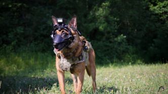 Peyo, le premier chien militaire de France guidé par drone est installé à la base aérienne 115 d'Orange