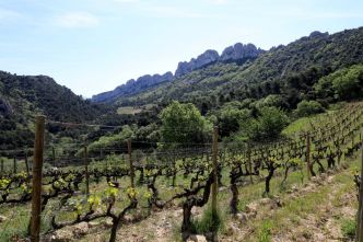 Tout plaquer pour travailler en plein air : ces Provençales qui ont quitté la ville pour la campagne