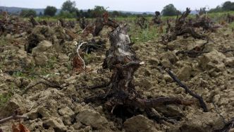 Arrachage de vignes : pour mieux lutter contre la flavescence dorée... les amendes passent de 150 000 à 1 500 euros
