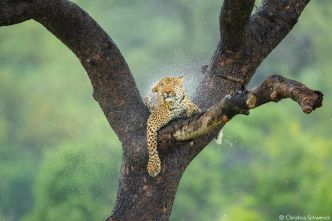 L’instant décisif sauvage : découvrez la photo gagnante du concours Africa Geographic Photographer of the Year 2025