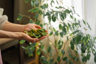 Un ruban rouge noué à un laurier n'est pas un simple détail, voici ce que cela active dans votre maison