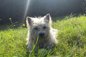 "On fait très attention, on la balade tôt le matin ou tard le soir" : chiens, chats, lapins, les animaux aussi souffrent de la chaleur