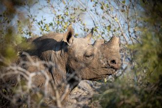 Contre le braconnage des rhinocéros, rien de tel que leur couper les cornes