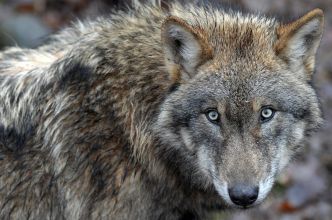 Tirs de défense contre les loups : l'arrêté assouplissant les conditions pour les éleveurs a été publié