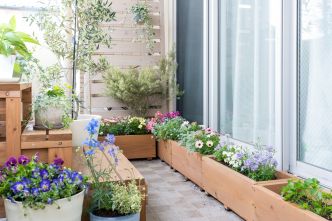 Ni bambou, ni jasmin : cette plante aux belles fleurs va sublimer vos petits balcons cet été (et vous sauver de la canicule)