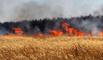 Béja : série d'incendies dans les champs de céréales, les autorités agricoles en alerte