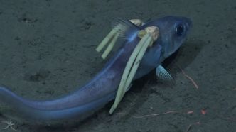 Dans les profondeurs de l'océan, un poisson se fait dévorer vivant par des parasites méconnus