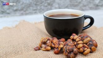 Le café le plus cher du monde provient des crottes d'un petit animal | TF1 INFO
