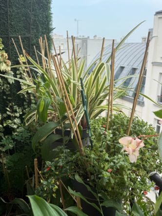 Pique et pique et pique, mon balcon est bardé de tuteurs défensifs