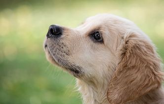 Leishmaniose du chien : une menace en progression en France