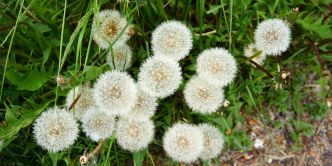 Ces 7 plantes qui poussent naturellement au jardin et montrent que vous avez un sacré problème !