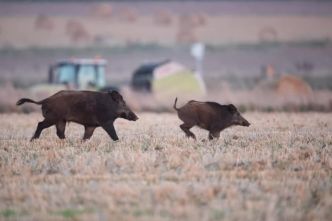 Aveyron : les agriculteurs peuvent désormais passer gratuitement le permis de chasser !