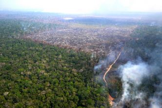 Le cuir utilisé par plusieurs marques de luxe contribue à la déforestation, dénonce une ONG