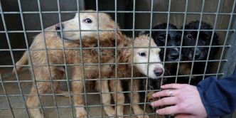 VIDEO. « Tu n'abandonnes jamais » : la SPA lance sa campagne d'été contre l'abandon des animaux avec Gilles Lellouche