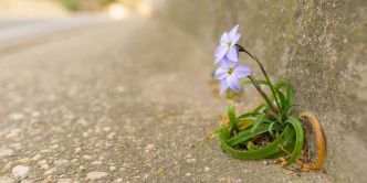 Encre bleue: Le cruel massacre des fleurs sauvages à Genève