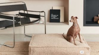 Chiens et chats, ils ne peuvent pas vous le dire mais ils rêvent de ces objets (très déco) à la maison