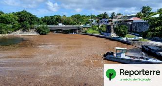 Les sargasses, ces algues brunes qui étouffent les Antilles