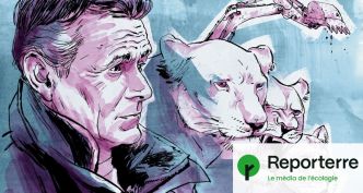 Projet Big Cats : une histoire de gros félins et de gros sous