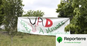 Éleveurs contre État : la tuberculose bovine exacerbe les tensions