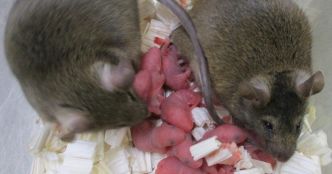 Des souriceaux fertiles naissent avec deux pères génétiques
