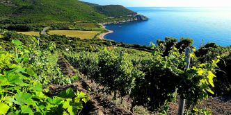 Vins de Corse : notre sélection de l'été 2025