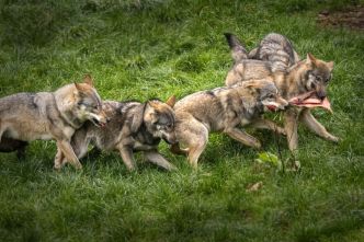 Alpes-Maritimes : les éleveurs et les chasseurs claquent la porte du comité Loup