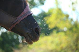 Santé du cheval : Soulager son cheval des mouches et autres insectes