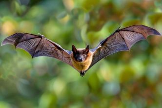 Des chercheurs lèvent le voile sur le secret des chauves-souris face au cancer