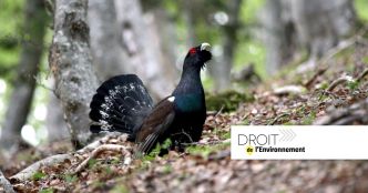 Grand tétras dans les Vosges : la justice autorise la poursuite de l'introduction de spécimens