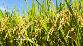 Burundi : la production de riz triple sous l'effet de la coopération agricole avec la Chine