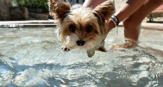 Chaleur : protégez vos animaux
