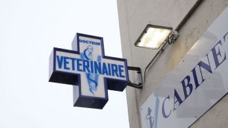 « Les gestes d'un psychopathe » : qui se cache derrière les cadavres de chats décapités dans les Yvelines ?