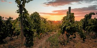 Rosés du Languedoc-Roussillon : notre sélection de l'été 2025